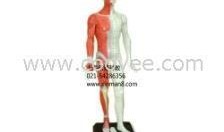 人体模型最新爆料图解,图解人体结构与功能全解析