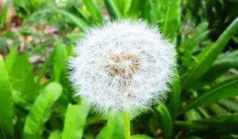 蒲公英在线观看免费观看,免费在线观看，畅享自然之美